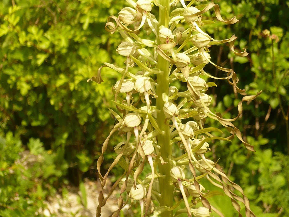 Himantoglossum hircinum (Orchidaceae)